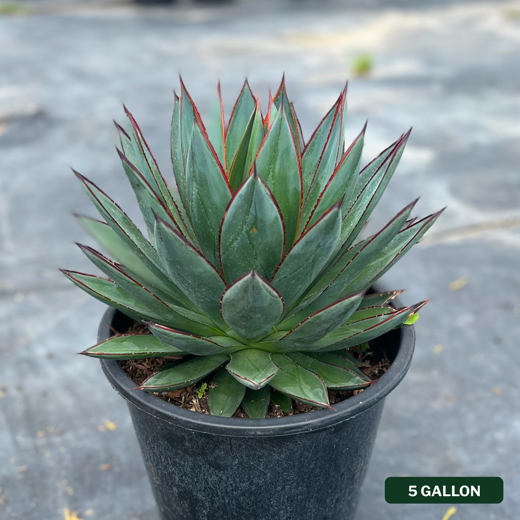 Agave Blue Glow