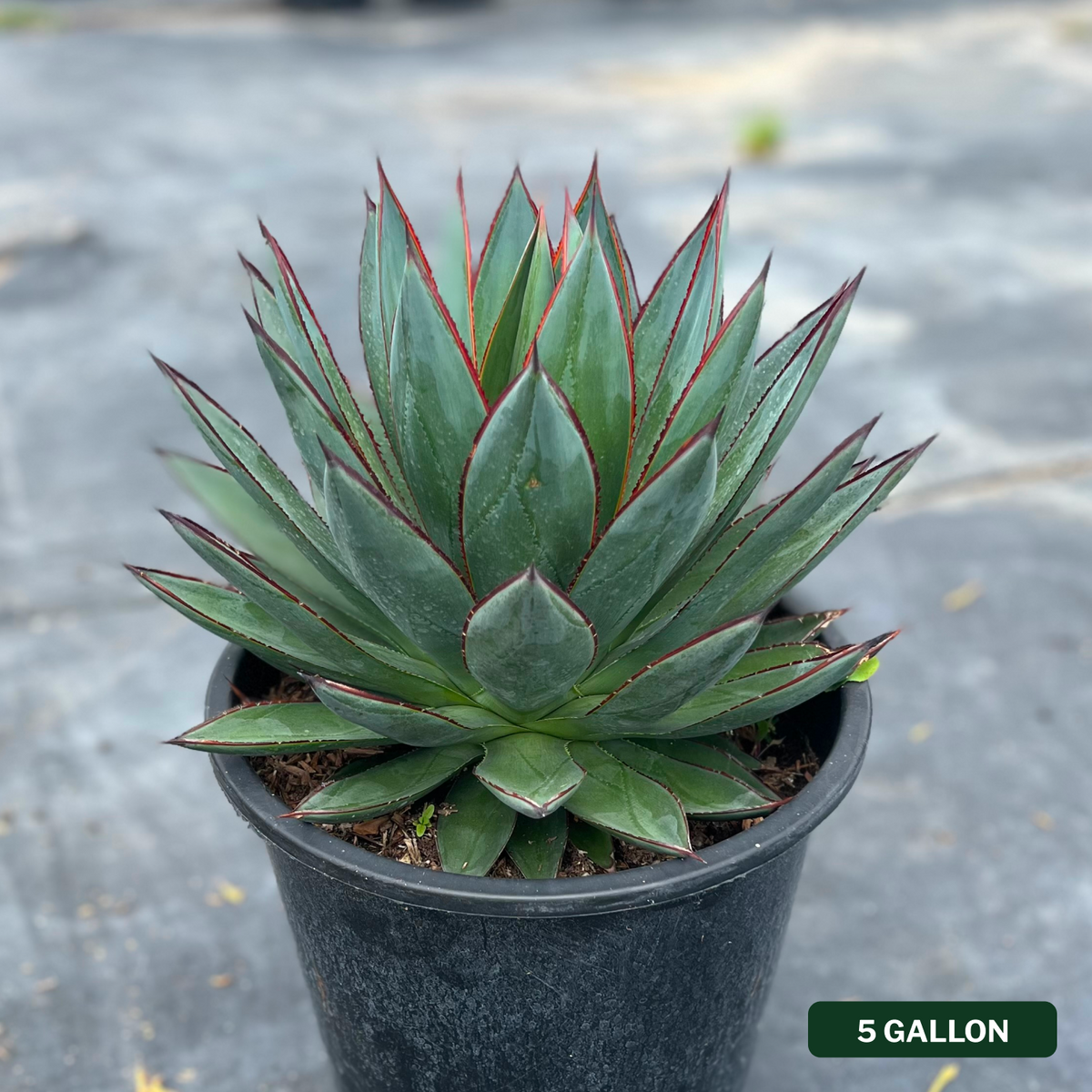 Agave Blue Glow