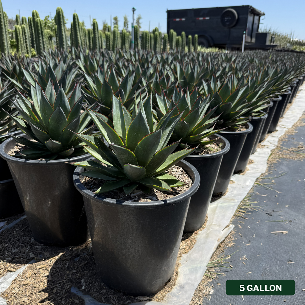 Agave Blue Glow