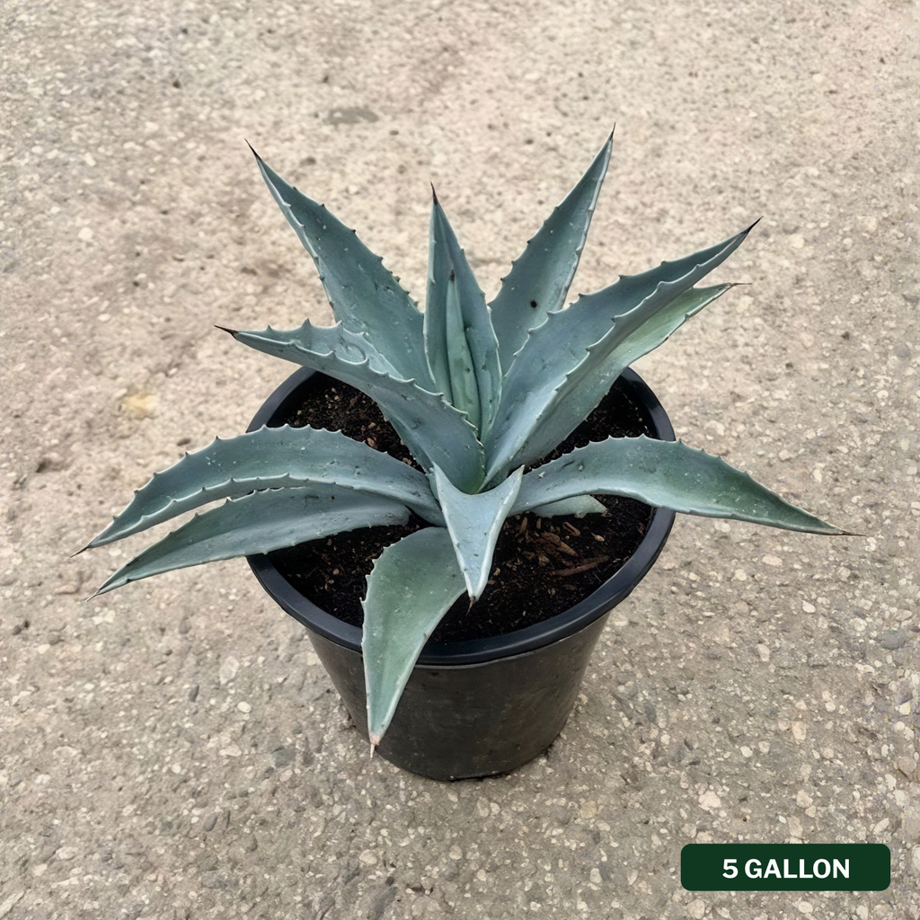 Agave americana