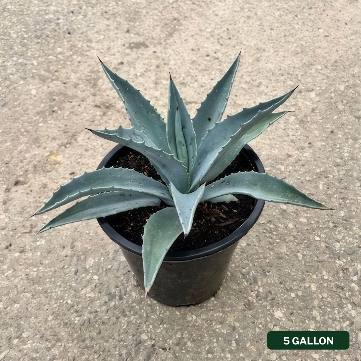 Agave americana