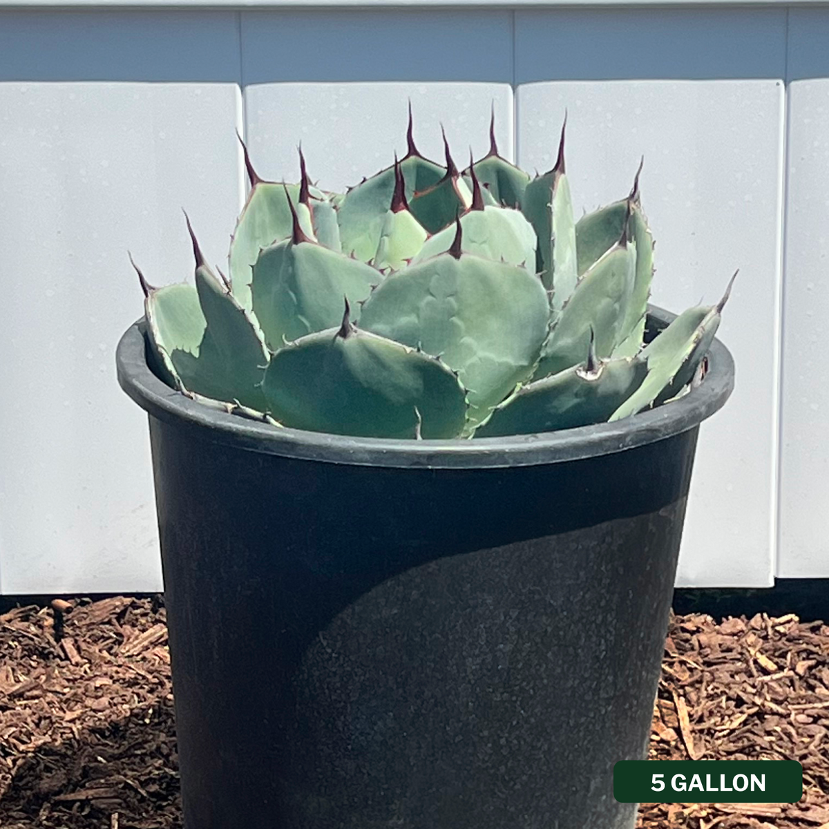 Artichoke Agave
