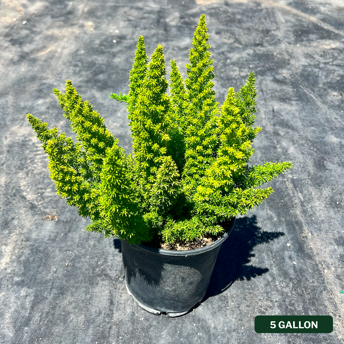Foxtail Asparagus Fern