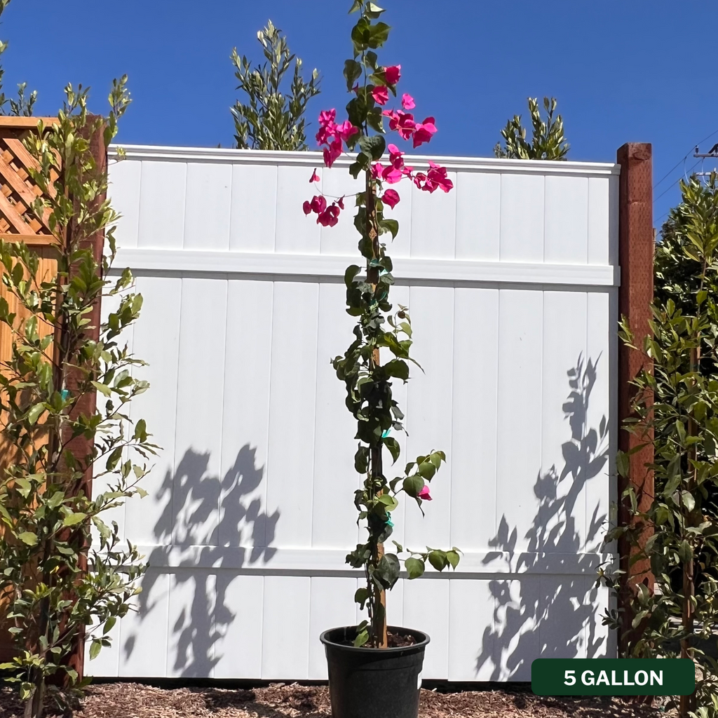 Barbara Karst Bougainvillea