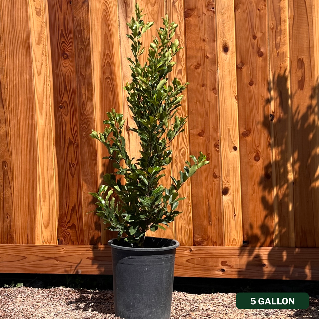 Carolina Cherry Laurel