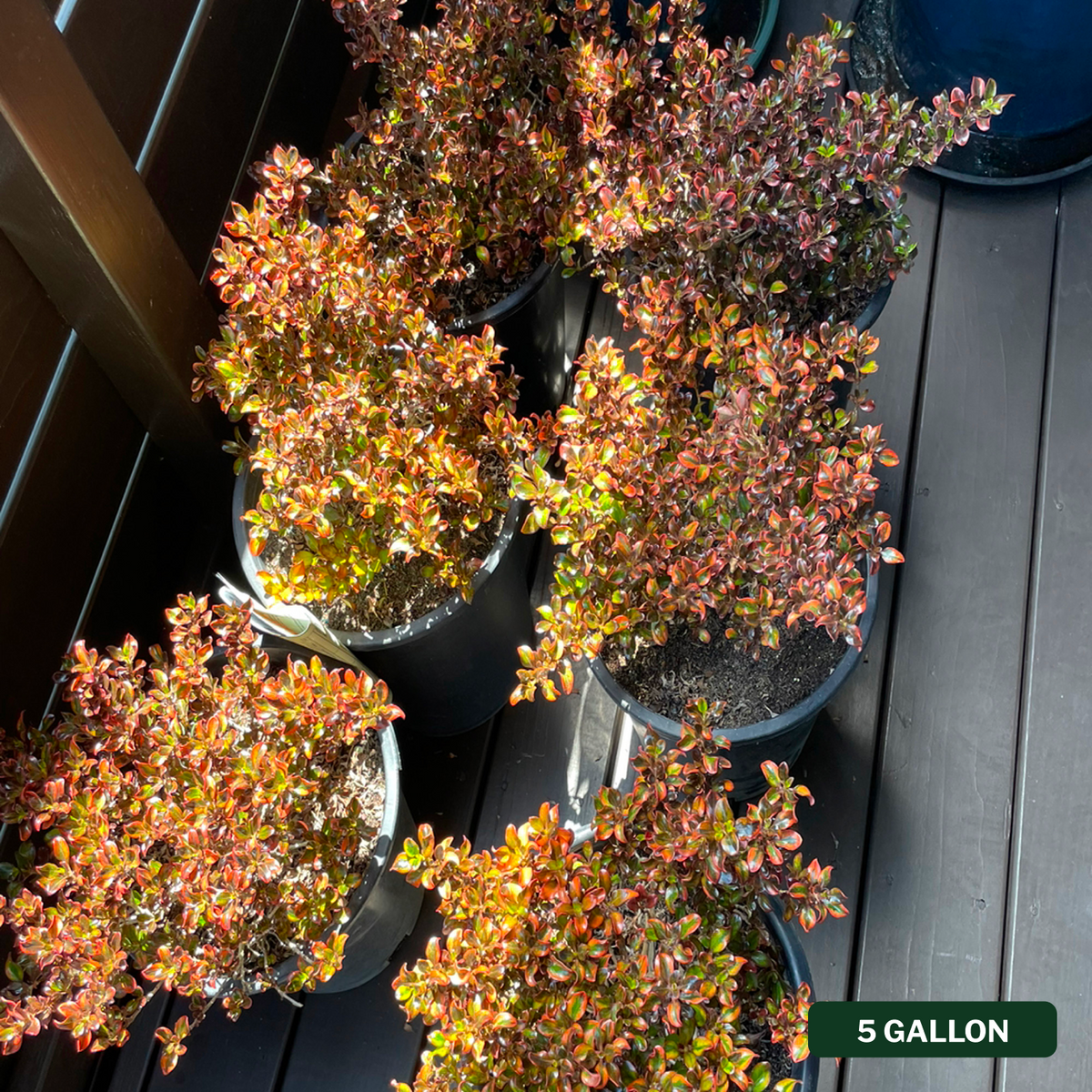 Tequila Sunrise Mirror Plant