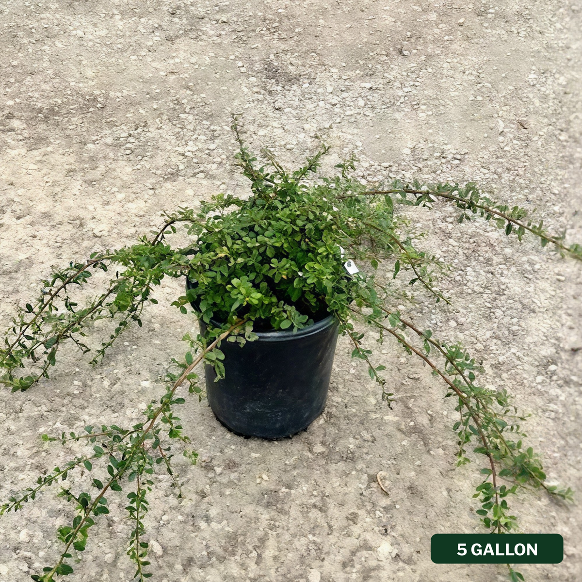 Bearberry Cotoneaster Coral Beauty