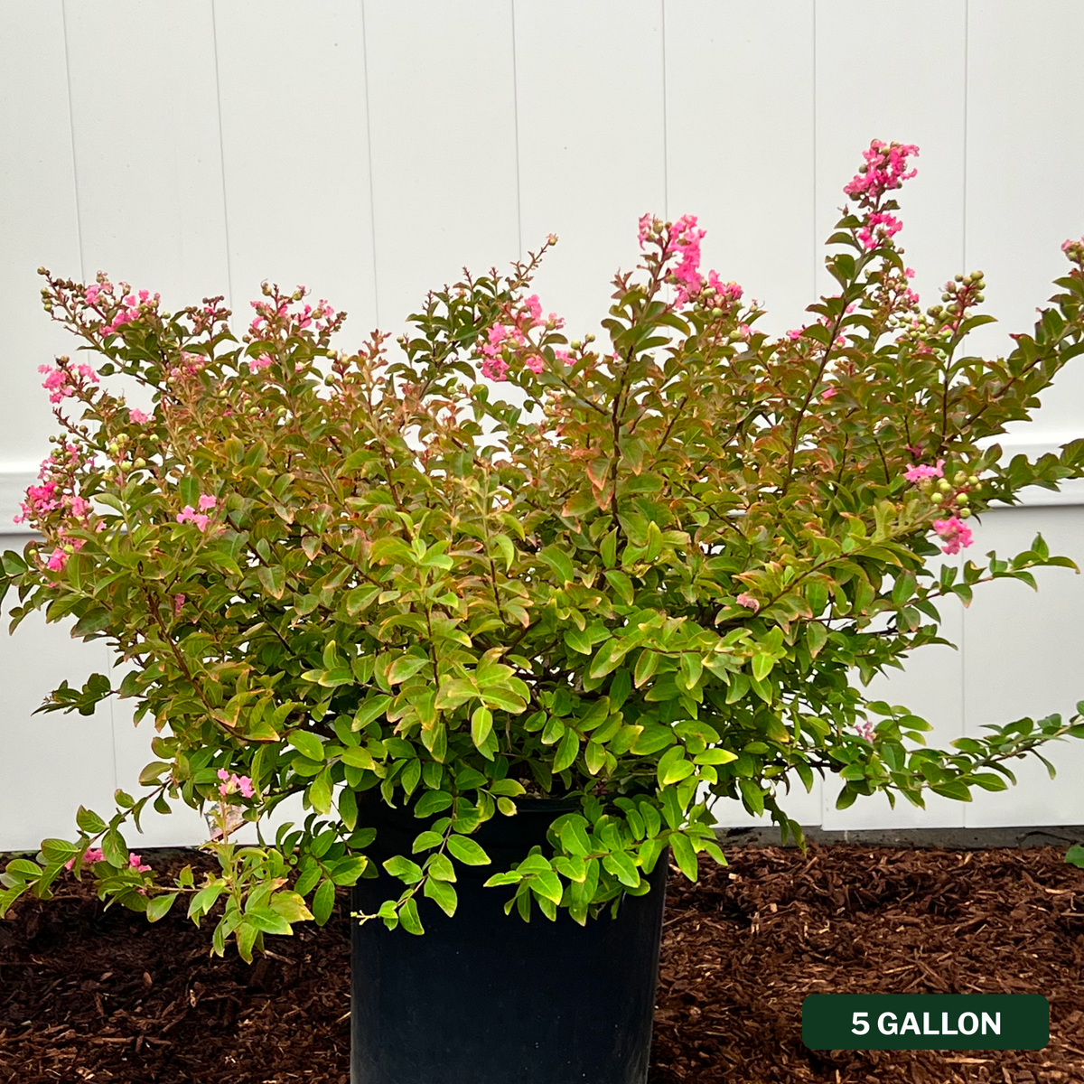 Bellini Guava Crape Myrtle