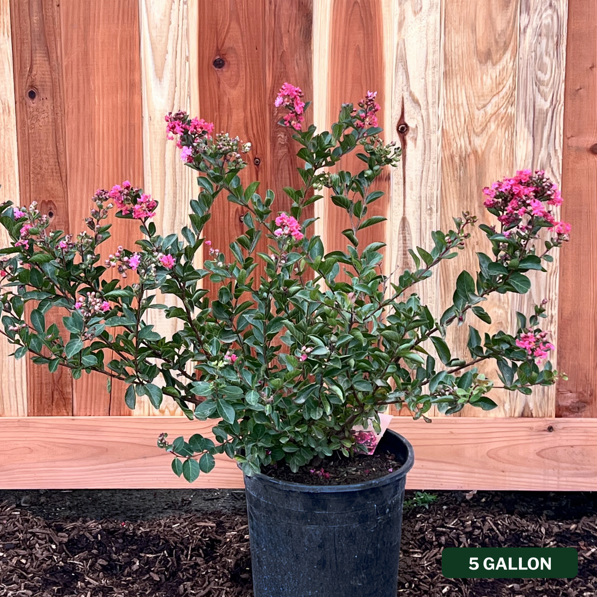 Bellini Raspberry Crape Myrtle