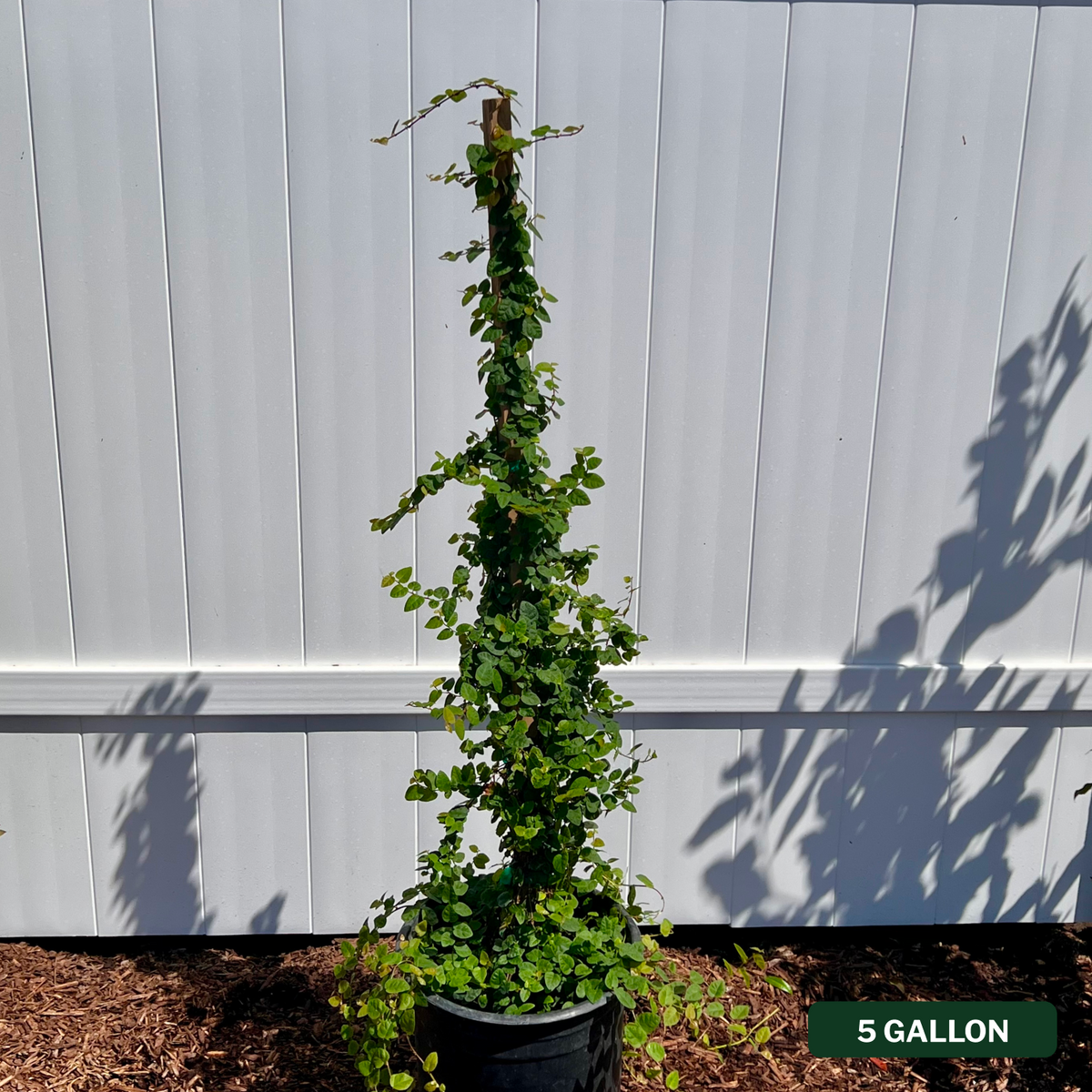Creeping Fig