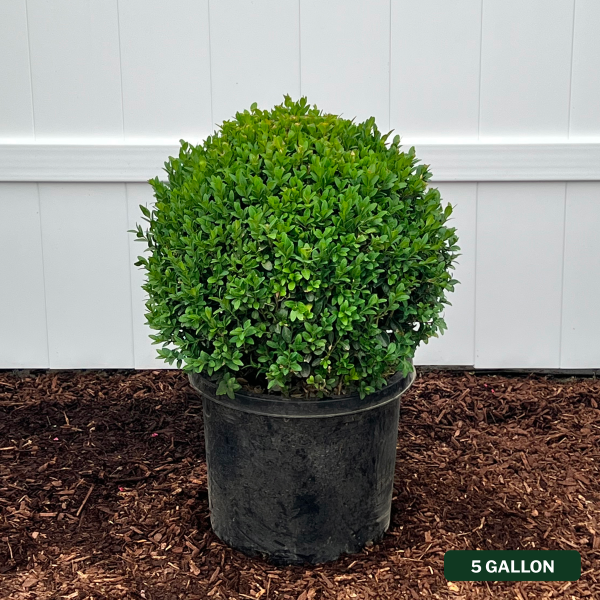 English Boxwood Globe