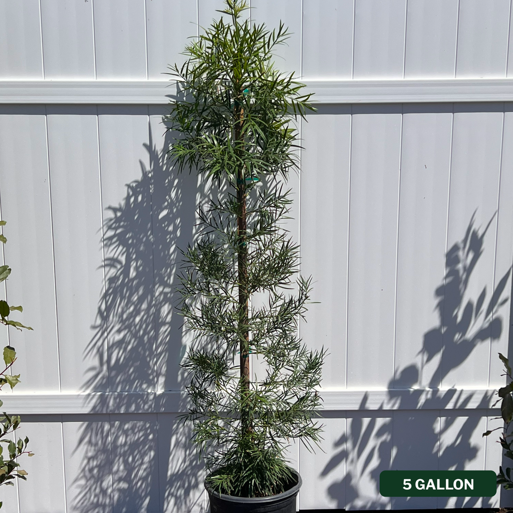 Podocarpus gracilior