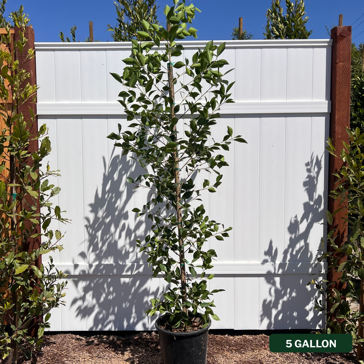 Indian Laurel