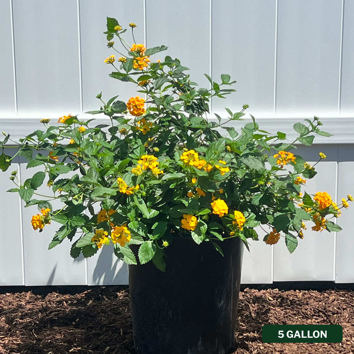 New Gold Lantana