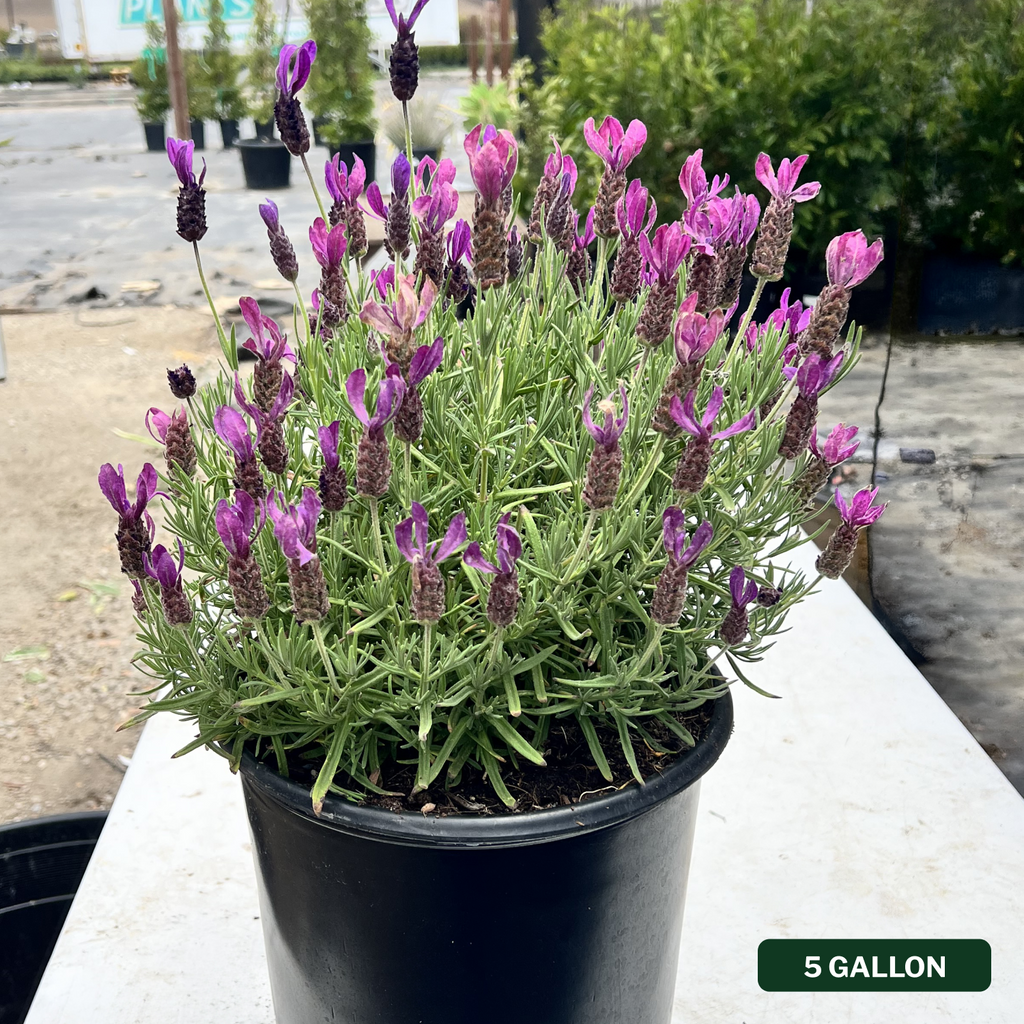 Otto Quast Spanish Lavender