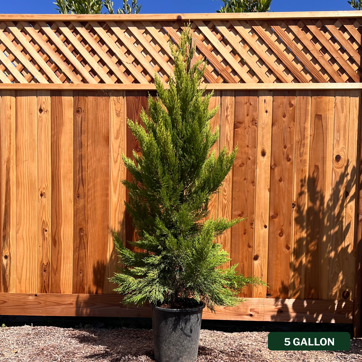Lemon Cypress