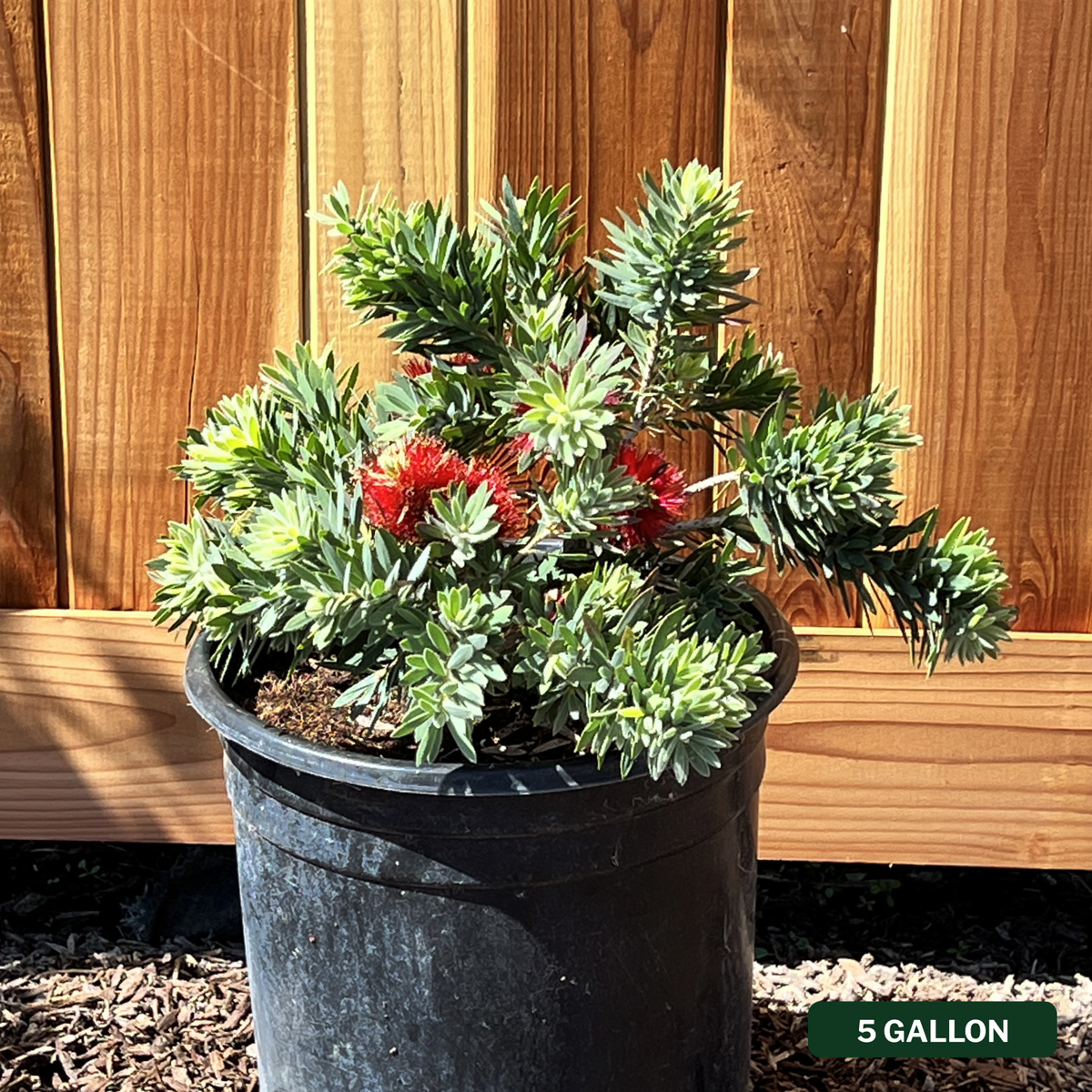 Callistemon Little John