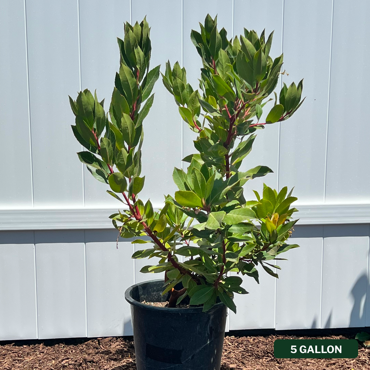 Marina Strawberry Tree Multi