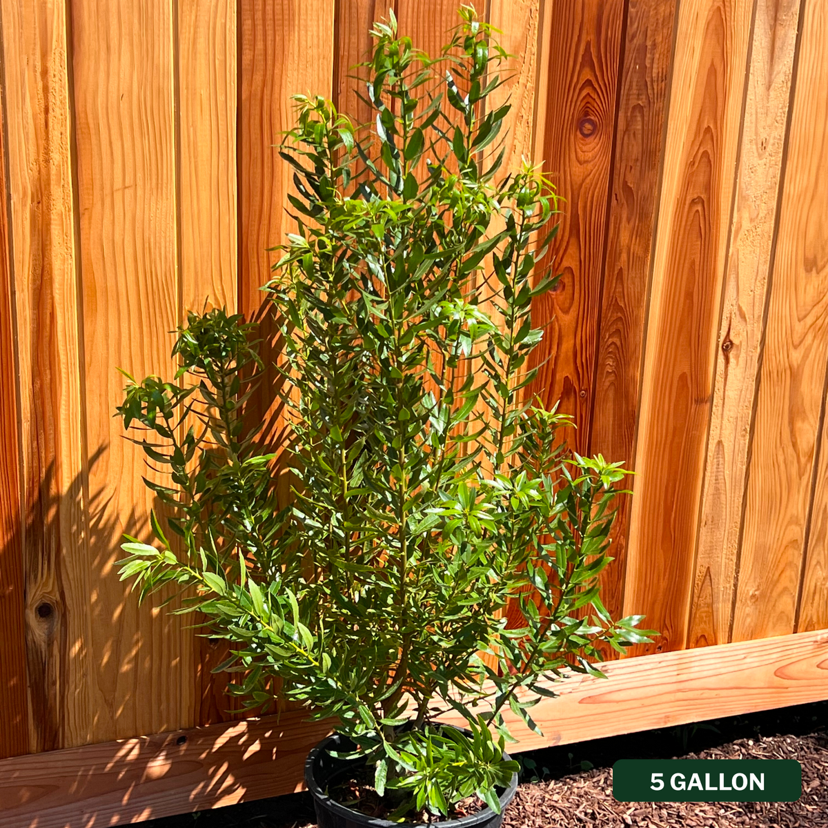Pacific Wax Myrtle