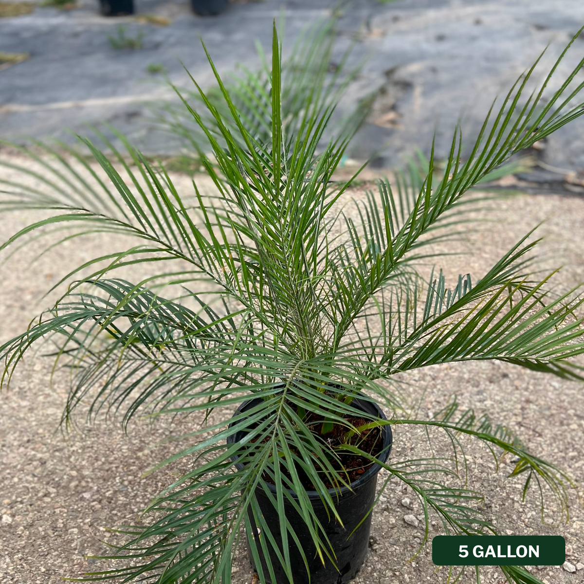 Pygmy Date Palm Tree
