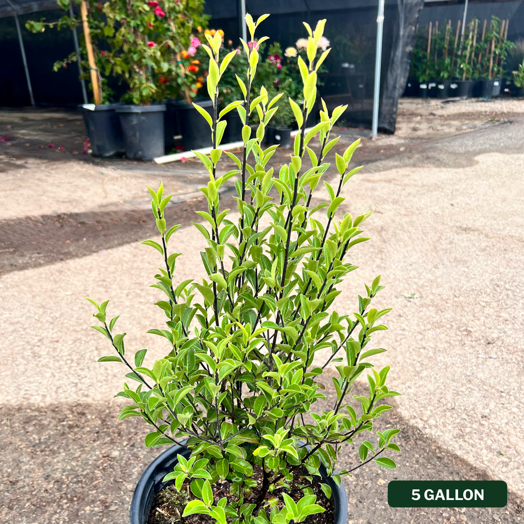 Pittosporum tenuifolium