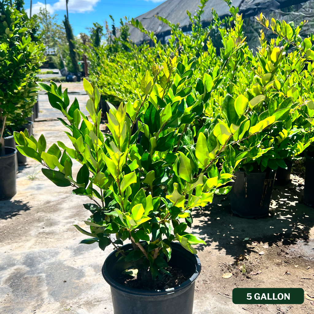 English Laurel