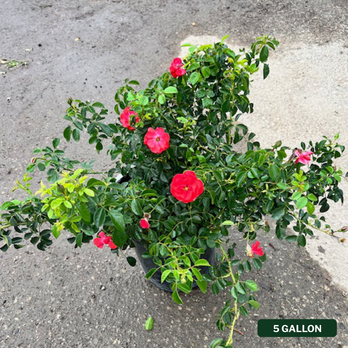 Scarlet Flower Carpet Rose