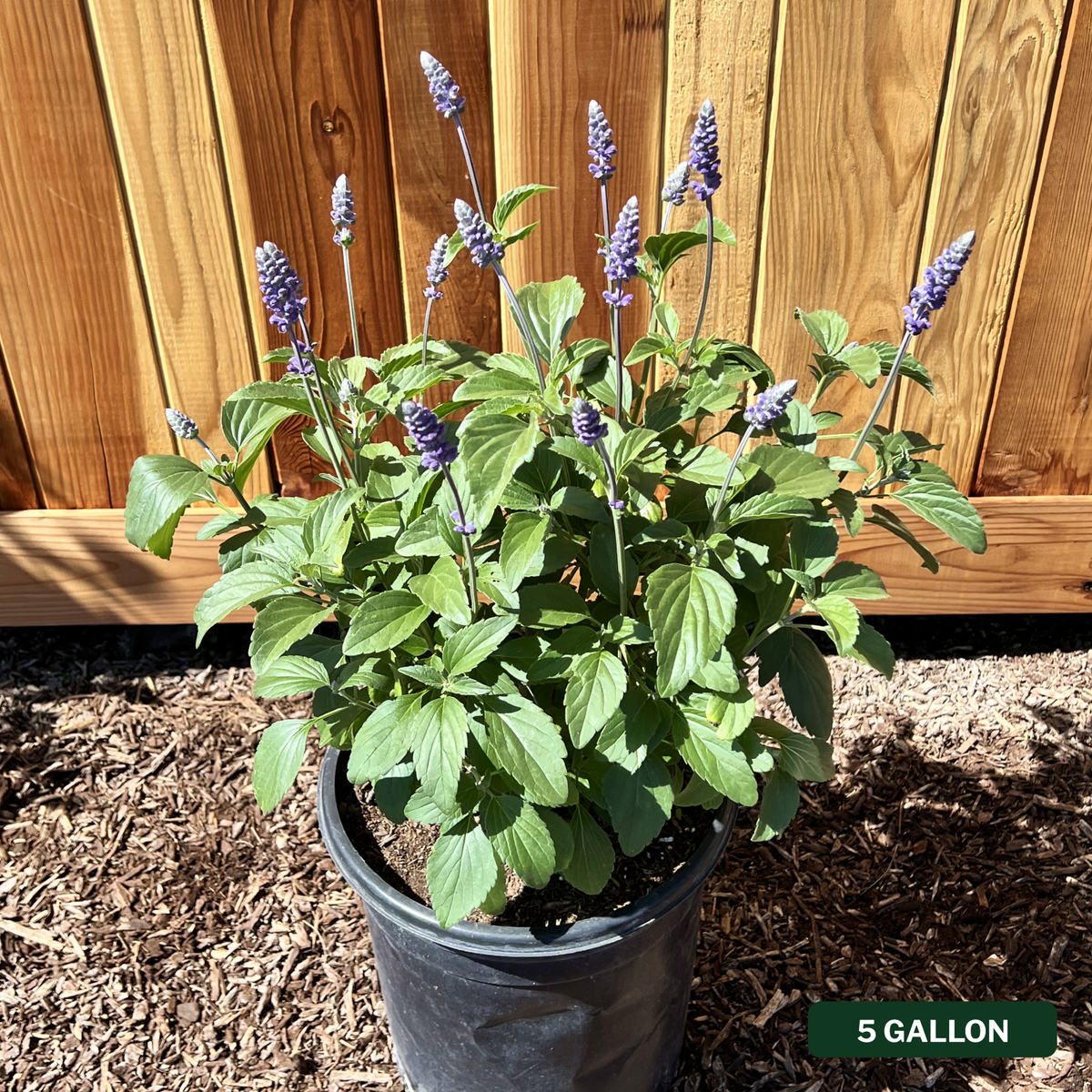 Mystic Spires Salvia