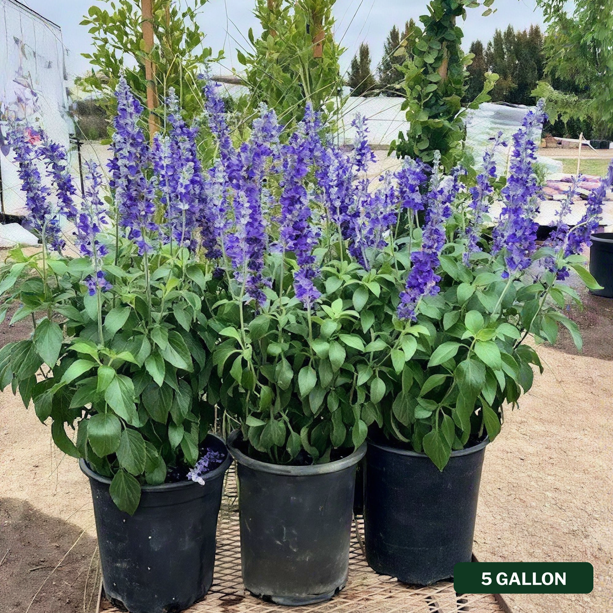 Mystic Spires Salvia