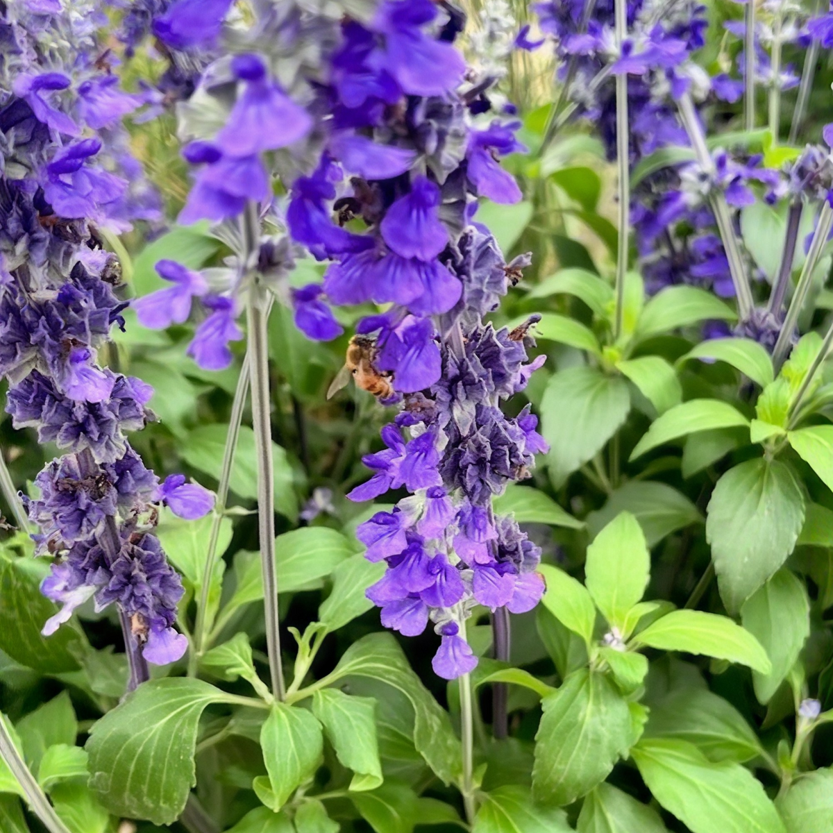 Mystic Spires Salvia