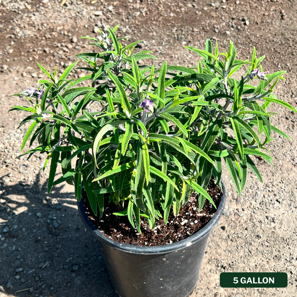 Santa Barbara Mexican Sage