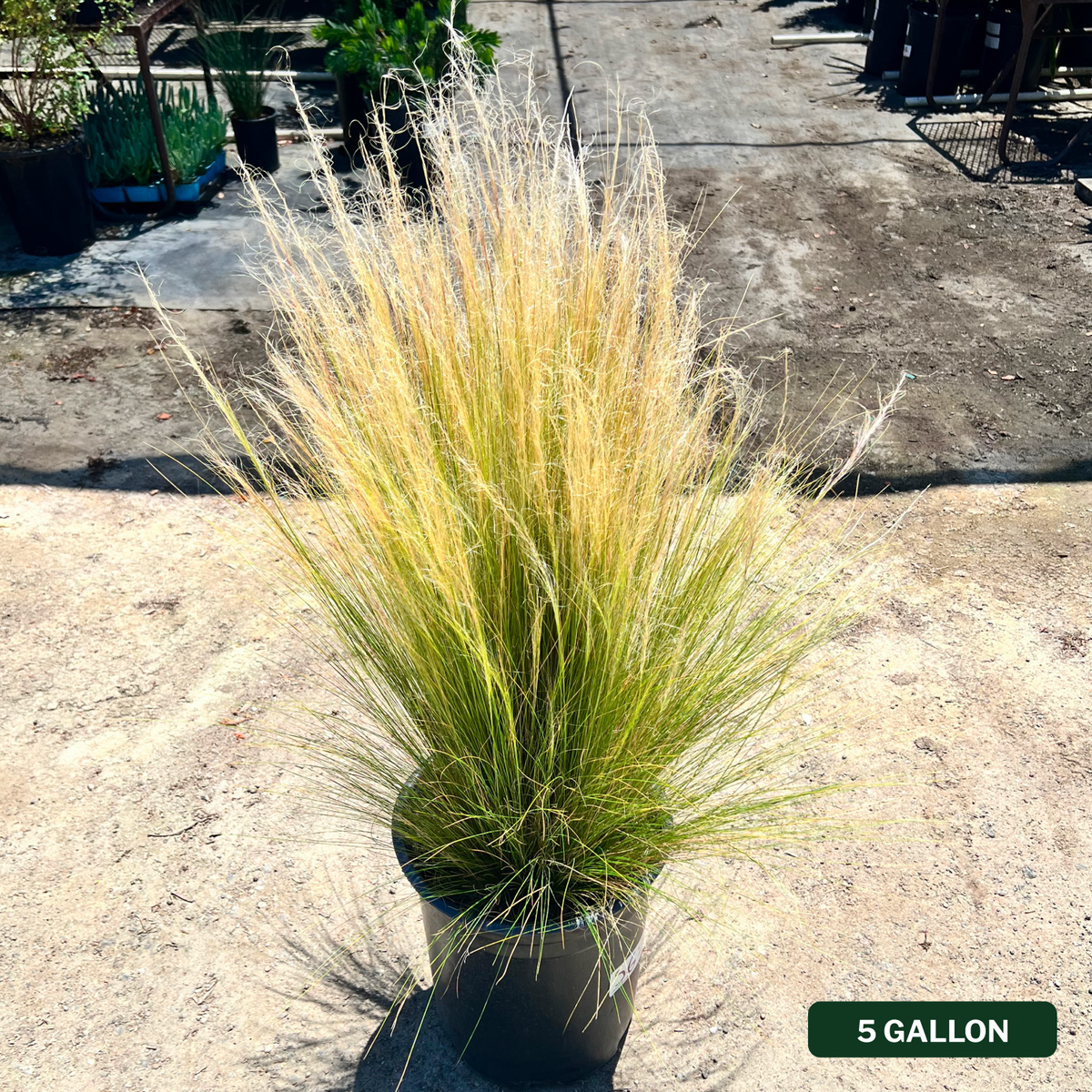 Mexican Feather Grass