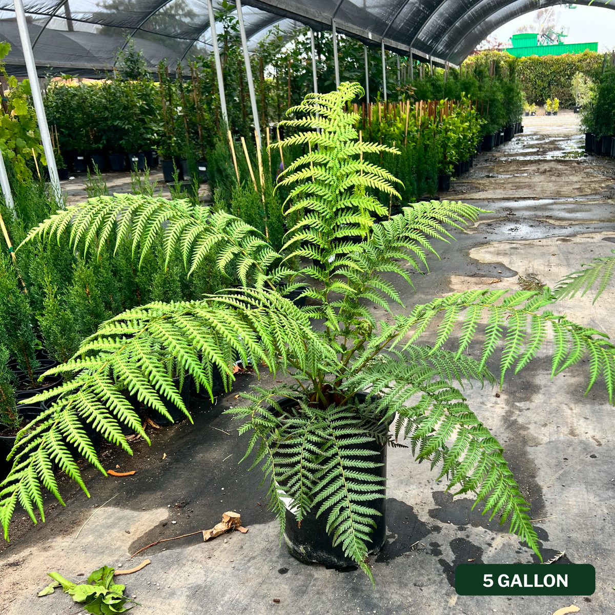 Tasmanian Tree Fern