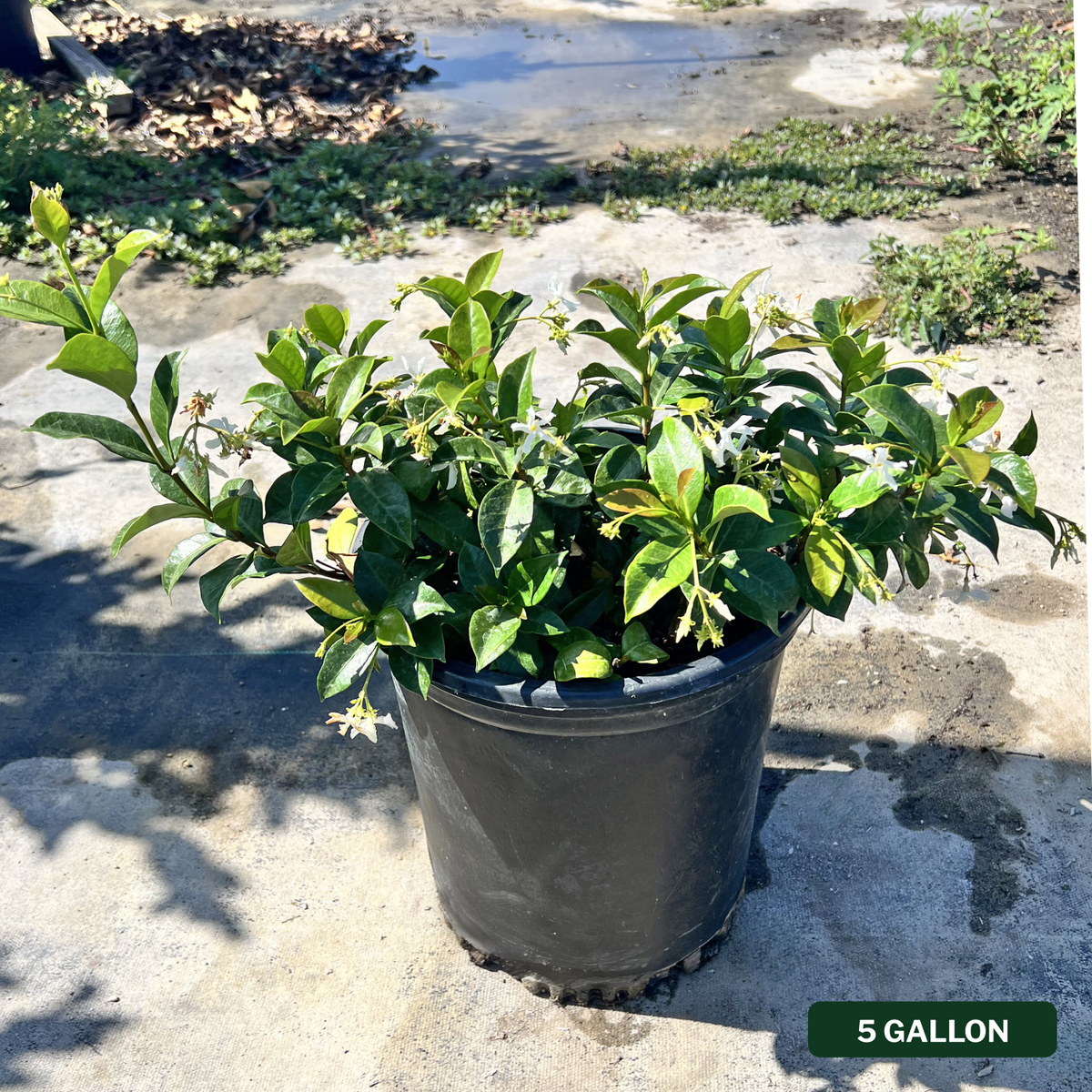 Star Jasmine Bush