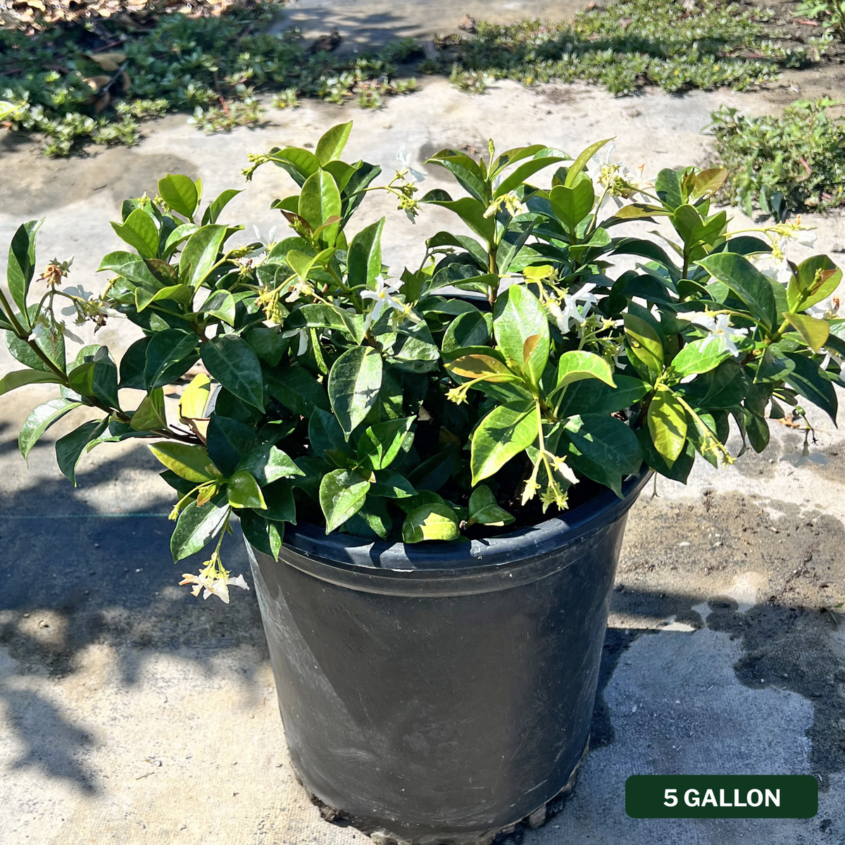 Star Jasmine Bush
