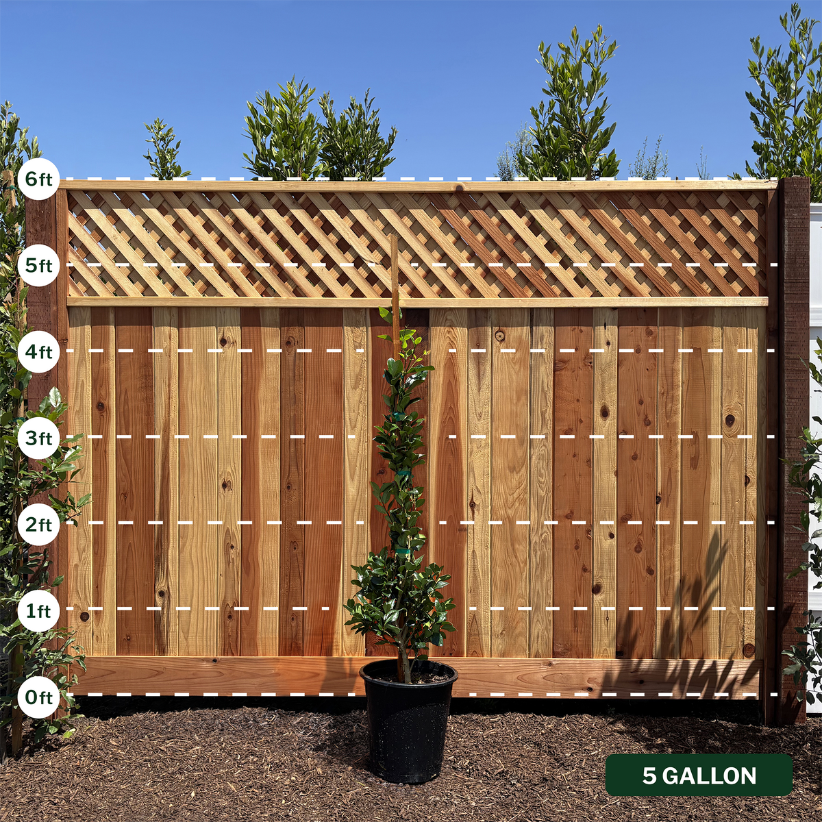 Waxleaf Privet Staked Column