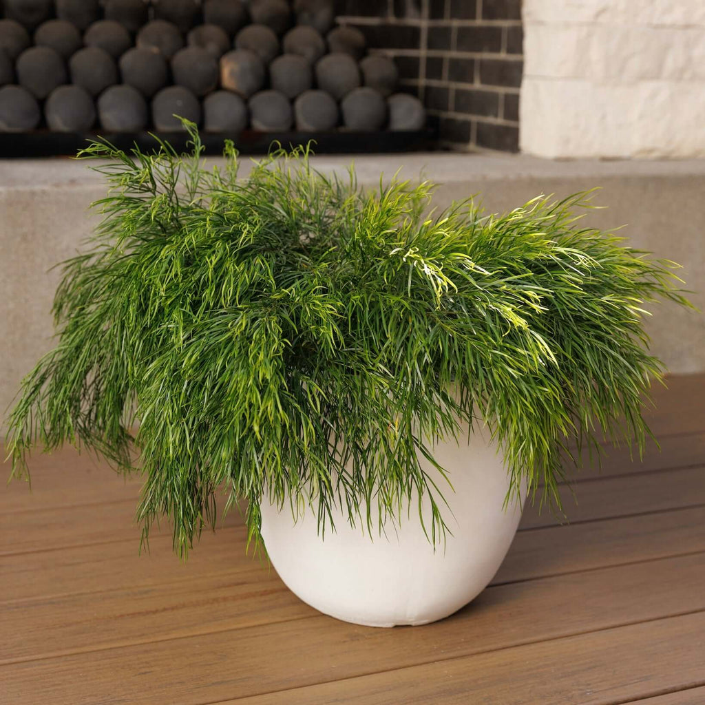 Acacia Cousin Itt (7823949136127)