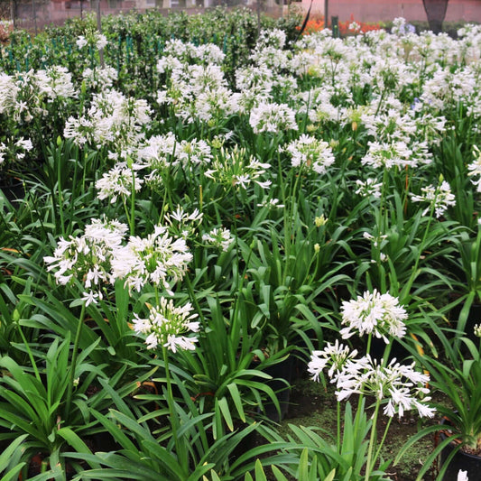 Agapanthus 'Peter Pan Albus'