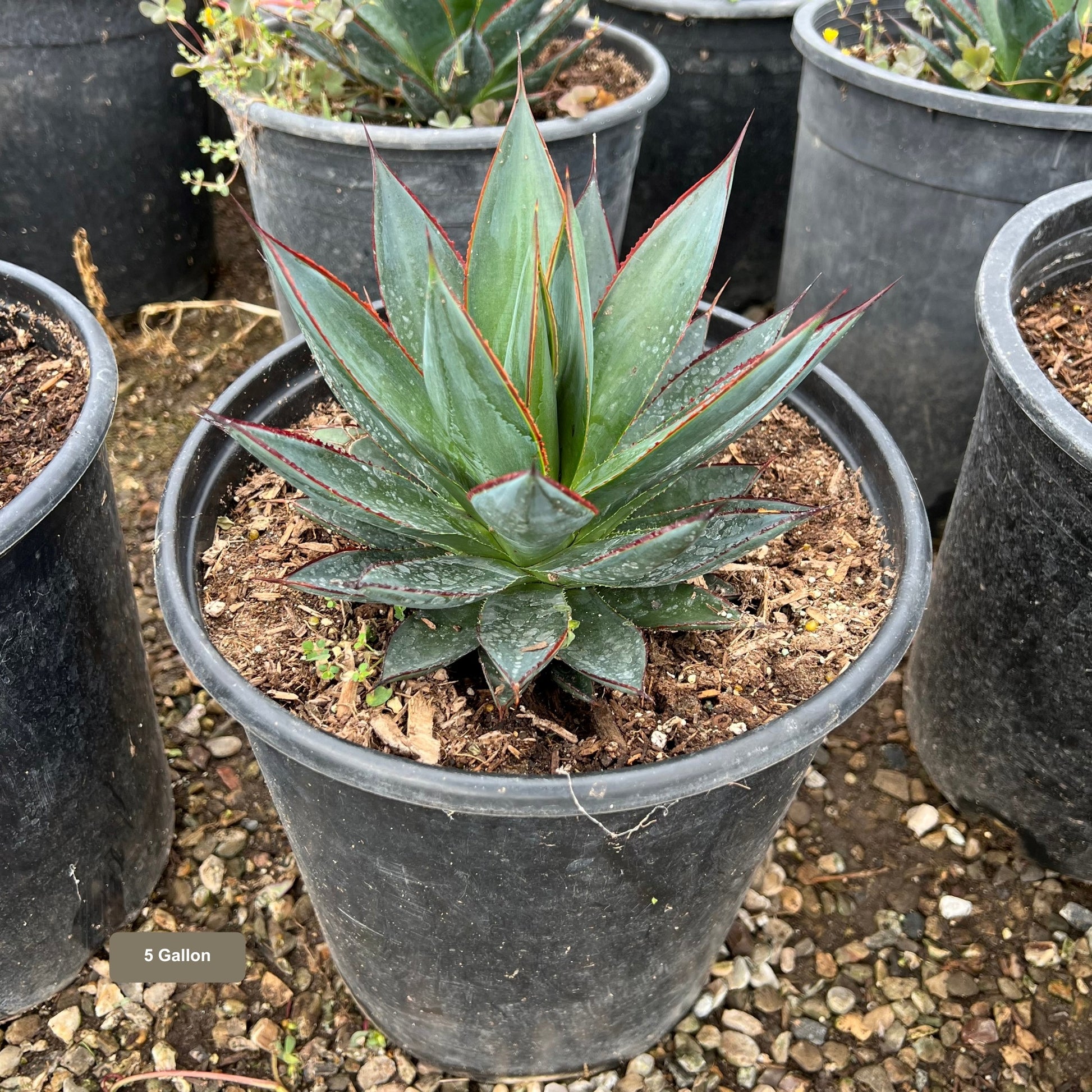 Agave Blue Glow 5 Gallon Container Size