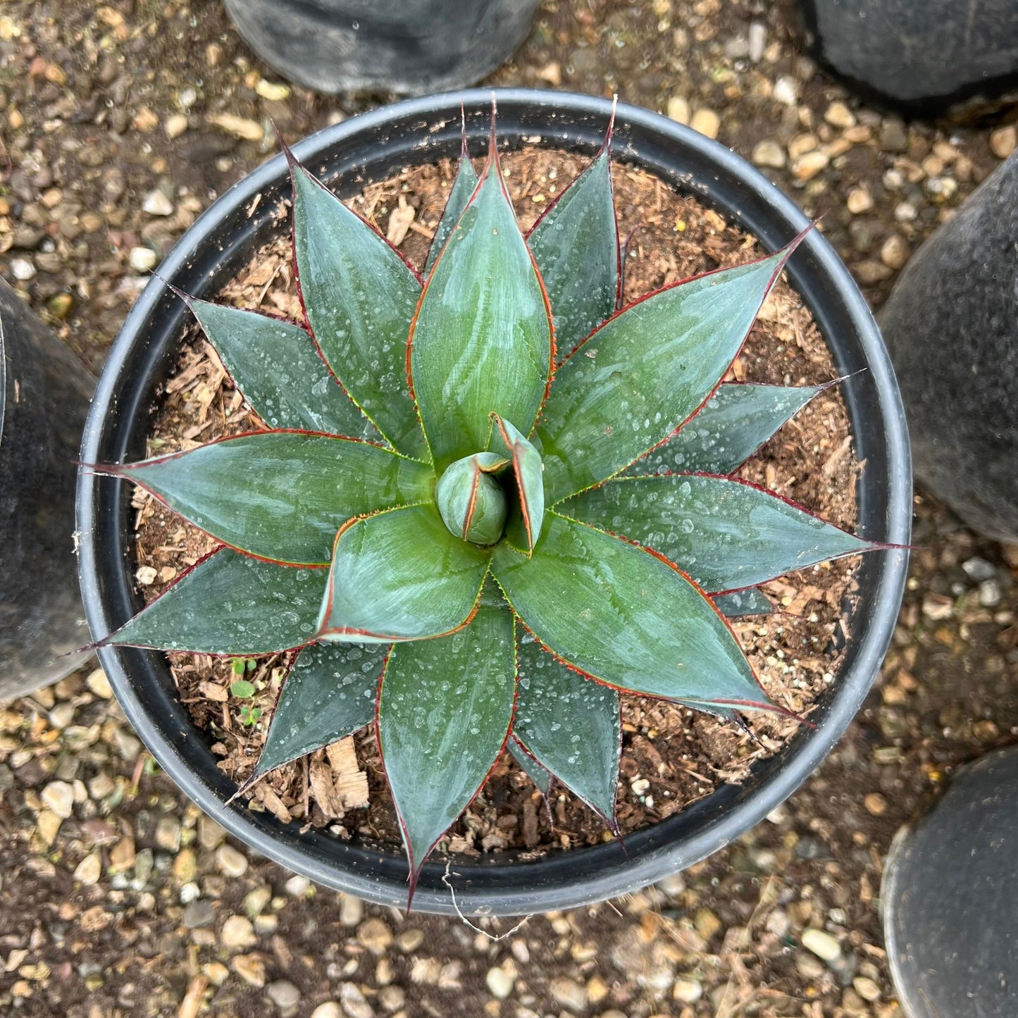 Agave Blue Glow 5 Gallon Container Size Overhead View