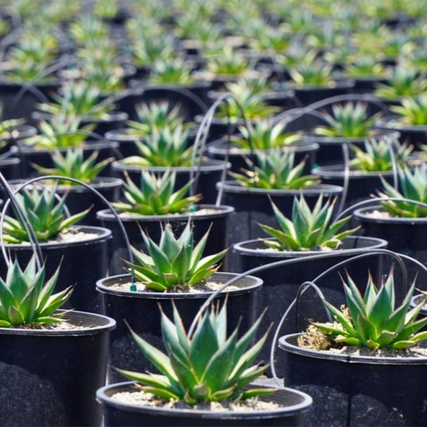 blue glow agave Planted Drip System