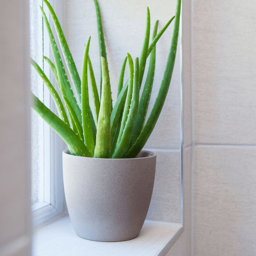 Aloe Vera Plant (7889241833727)