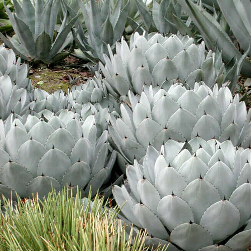 artichoke succulent plant Artichoke Agave