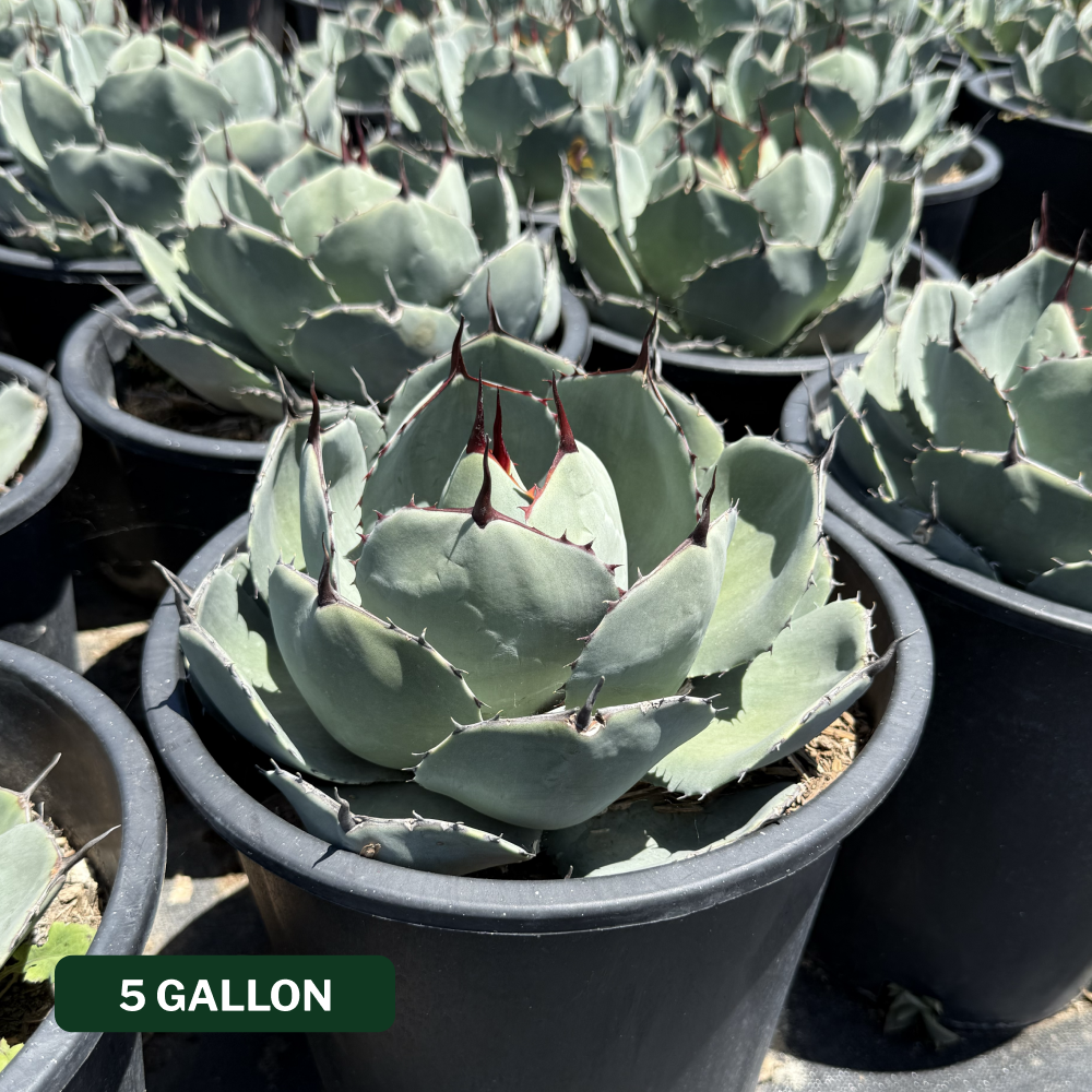 Artichoke Agave