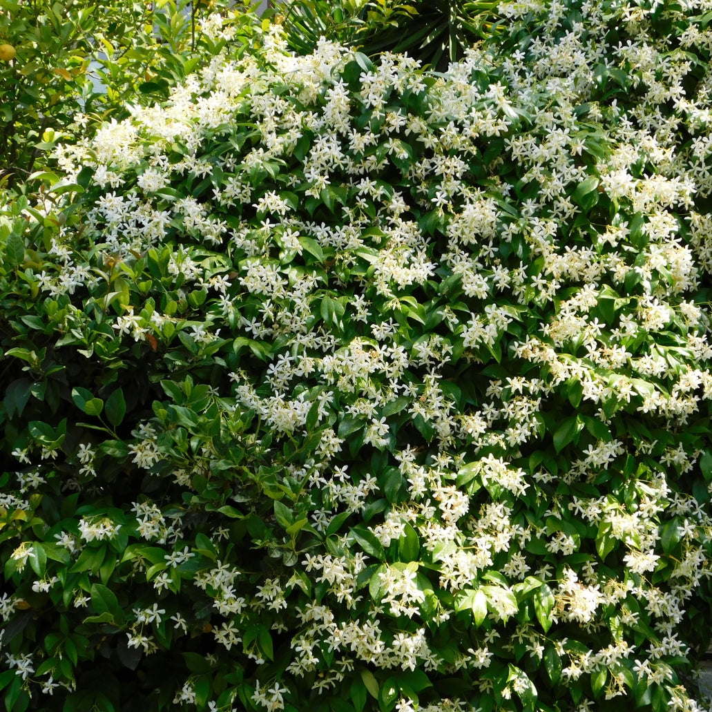 Jasmine Minima Under Oak Trees Amazon.com : Asiatic Jasmine Minima