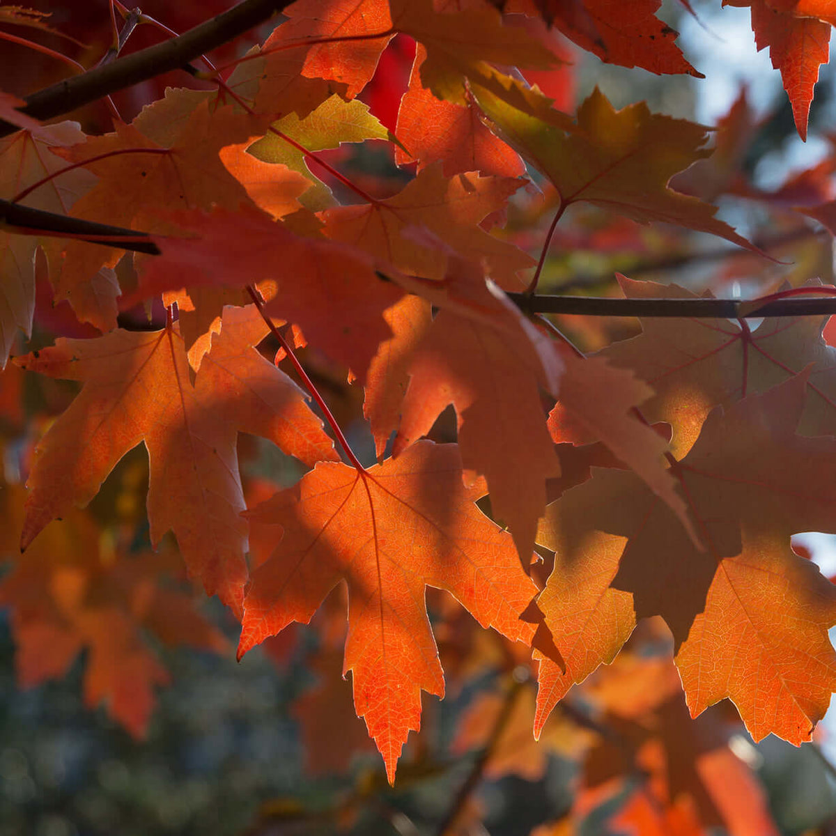 Tree Blaze Autumn Blaze Maple | www.PlantsExpress.com