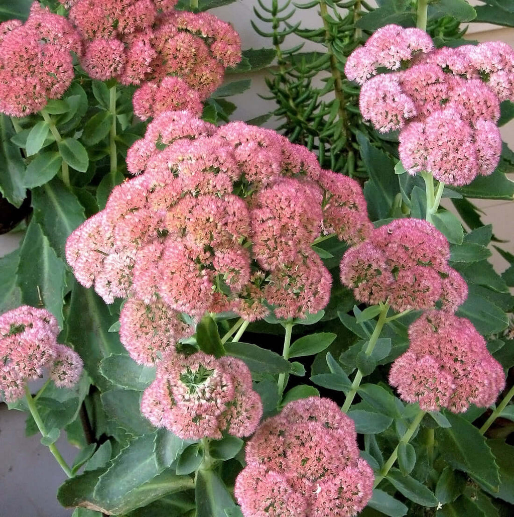 autumn joy sedum - Hylotelephium spectabile