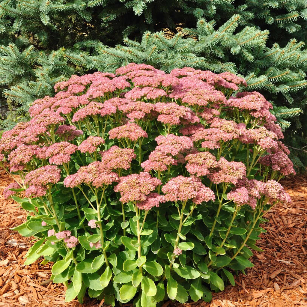autumn joy sedum - Hylotelephium spectabile