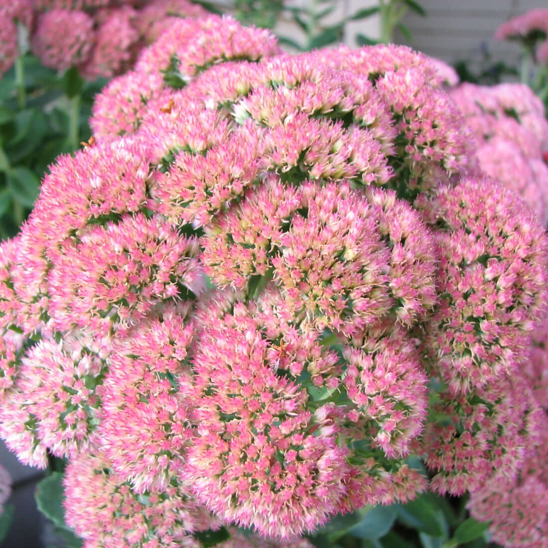 Plants of SEDUM SPECTABILE ’Herbstfreude’ (S. Autumn Joy) - T.O.G Plants of SEDUM SPECTABILE ’Herbstfreude’ (S. Autumn Joy) - T.O.G