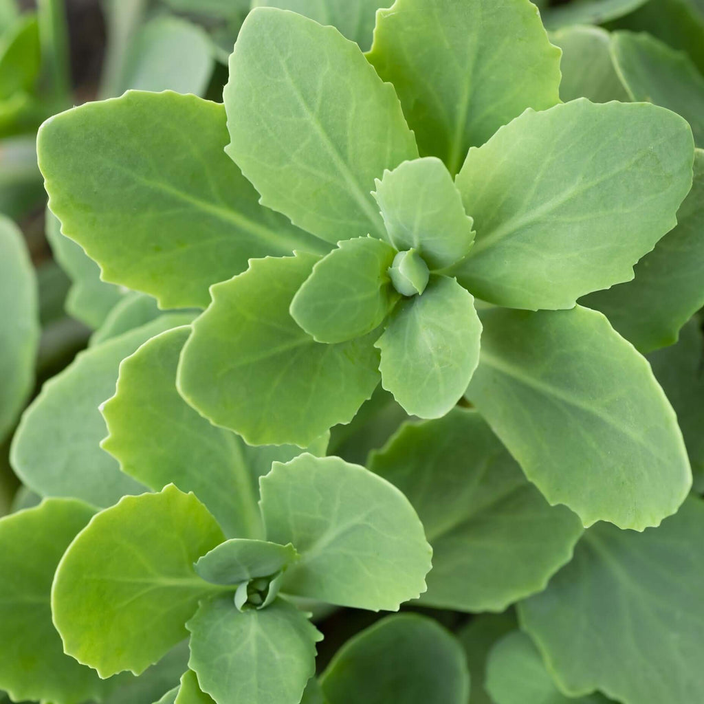 autumn joy sedum - Hylotelephium spectabile leaf close up
